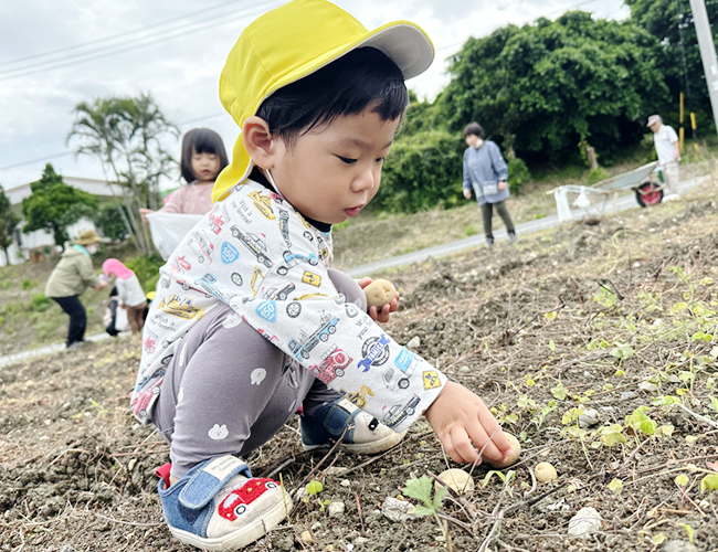ジャガイモ植え付け