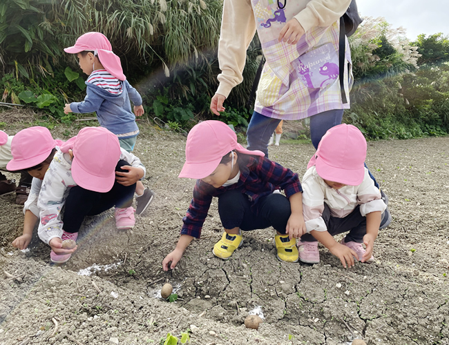 ジャガイモ植え付けみんなで体験